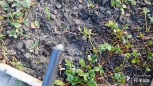 216. Первая подкормка чеснока. Обработка клубники. Шпалера для винограда.