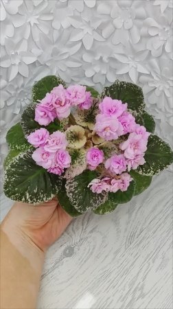 Фиалка Rose Bouquet