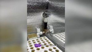Система гидропоники для рассады клубники. Сосна горная проросла!