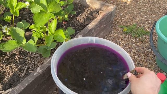 После заморозков МОЩНАЯ ПОДКОРМКА ДЛЯ КЛУБНИКИ!