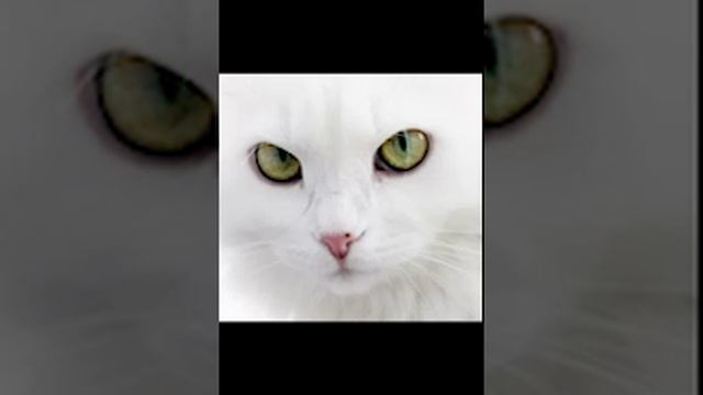 2 кадра смотреть онлайн