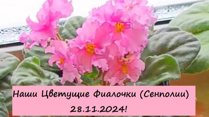 Наши Цветущие Фиалочки (Сенполии) 28.11.2024! Для заказа пишите WhatsApp 89101614167