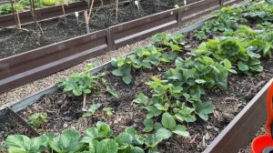 Эта ПОДКОРМКА и обработка КЛУБНИКИ увеличит УРОЖАЙ в новом сезоне!