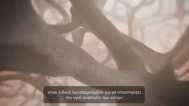 Royal Canin Kitten για νεαρές γάτες Start of Life Growth смотреть онлайн