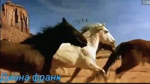 Клип про лошадей