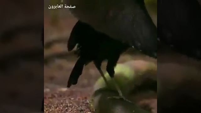 Сурахой Кутох Бо мучизахо 24 апреля 2021 г. смотреть онлайн