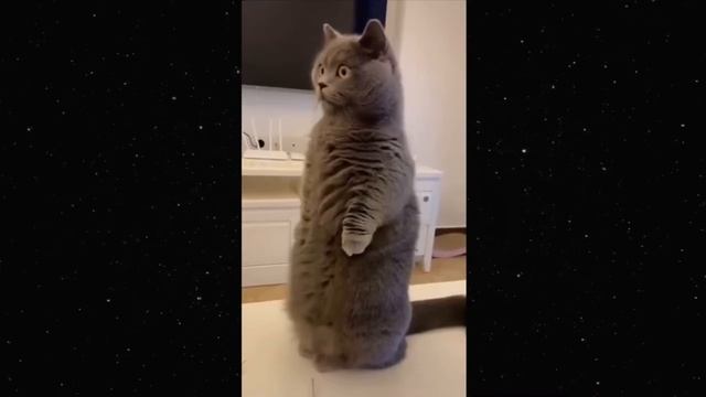 Макарони з підливою смотреть онлайн