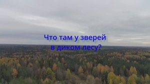 Что там у зверей в диком лесу?
