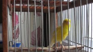 Русская канарейка