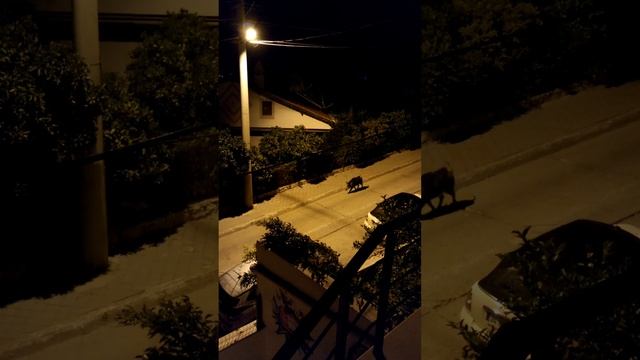 Дикие кабанчики гуляют по Фетхие, Турция
