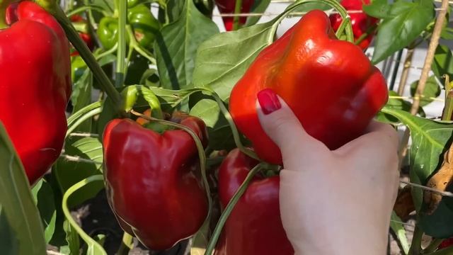 ЭТИ СОРТА ПЕРЦА очень УРОЖАЙНЫЕ в любой сезон!