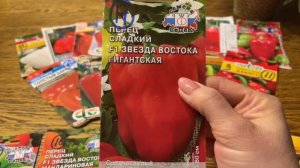 У ЭТОГО ПЕРЦА КУСТЫ УВЕШАНЫ ПЛОДАМИ! Оставляю на 2022 г