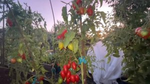 Кисти ПЕРЕГРУЖЕНЫ! Очень УРОЖАЙНЫЕ СОРТА ТОМАТОВ!