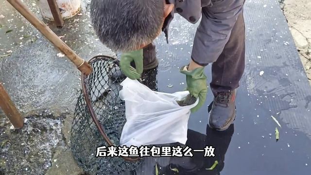 79块买了一条61公分的蟒纹黑鱼，国内白菜价的黑鱼，国外却很抢手 смотреть онлайн