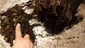 Как и когда пересаживать мирт.