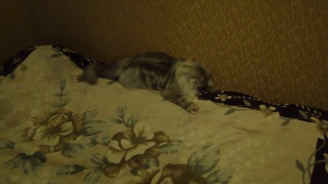 Лучная игрушка для кота Бася носит шарик во рту смотреть онлайн