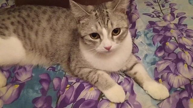 Новые игрушки но не для Михрютки смотреть онлайн