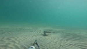 Крым Коса Беляус Подводная охота