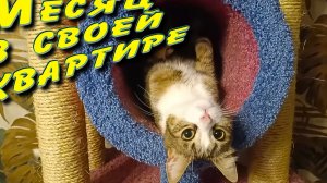 Месяц в своей квартире.