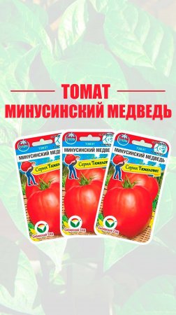Томат "Минусинский медведь"