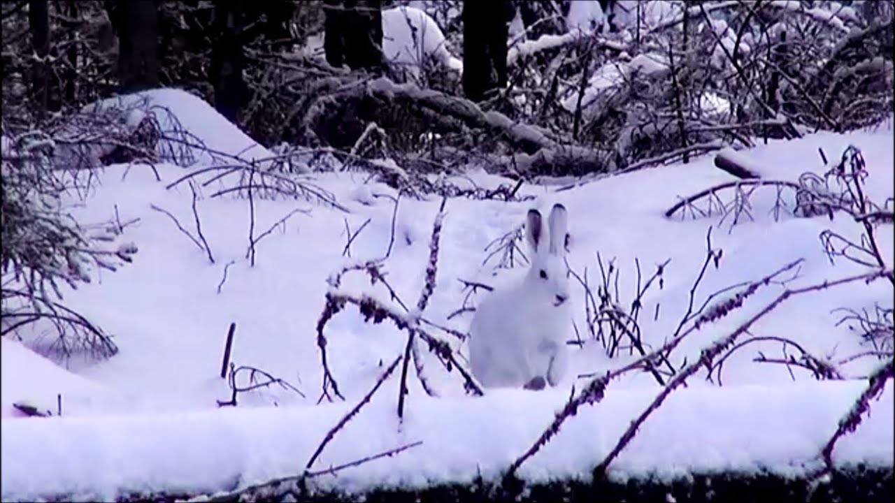 ОХОТА НА ЗАЙЦА В СНЕГОПАД, ч. Говоруша и Майя 7мес. вл. Шатров В.А.#охотасгончей#собака#топ#hunting