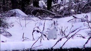 ОХОТА НА ЗАЙЦА В СНЕГОПАД, ч. Говоруша и Майя 7мес. вл. Шатров В.А.#охотасгончей#собака#топ#hunting