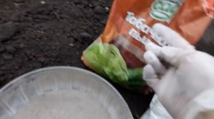 Первая, важная подкормка для перцев и томатов!