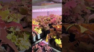 Обзор гейхер в работе. Январь.