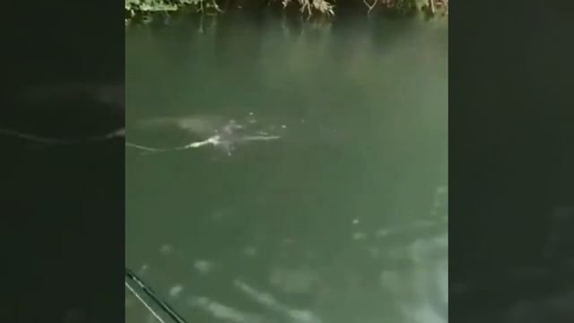 Рыбалка на сома