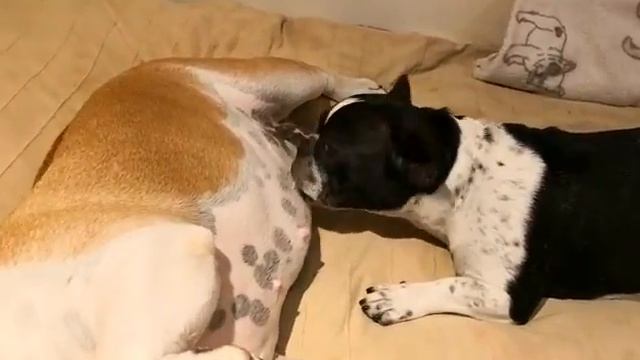 Fully grown French Bulldog (QQ) still drinks milk. смотреть онлайн