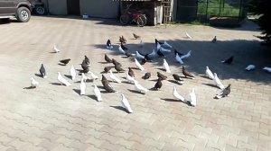 Николаевские голуби в Смоленске 5