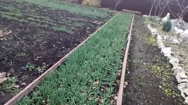 УЛУЧШАЕМ ПЛОДОРОДИЕ ПОЧВЫ ДЛЯ БУДУЩЕГО УРОЖАЯ!