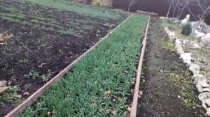 УЛУЧШАЕМ ПЛОДОРОДИЕ ПОЧВЫ ДЛЯ БУДУЩЕГО УРОЖАЯ!