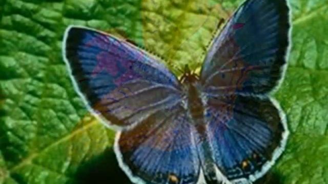 VIDEO FARFALLE смотреть онлайн