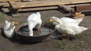 Домашний Гусь и утки купается в тазике.