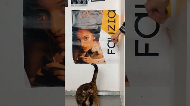 Маковый рулетик ищет дом смотреть онлайн