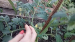 ВАЖНОЕ ФОРМИРОВАНИЕ ТОМАТОВ ДЛЯ БОЛЬШОГО УРОЖАЯ!
