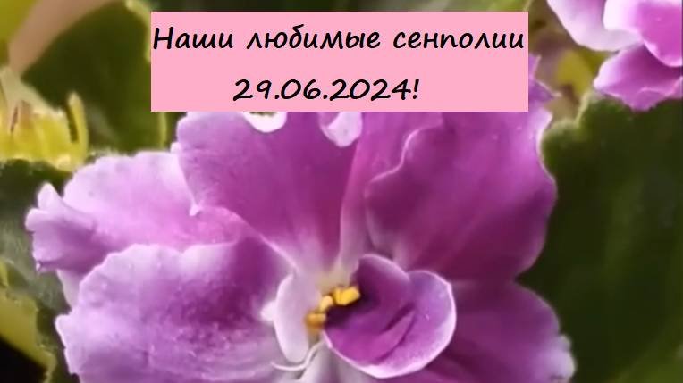 Наши любимые сенполии 29.06.2024!