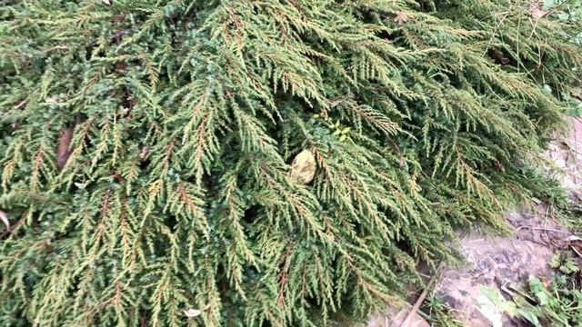 Хвойные растения - зеленое ожерелье сада!🌲 Хвойный сад. Часть 2. смотреть онлайн