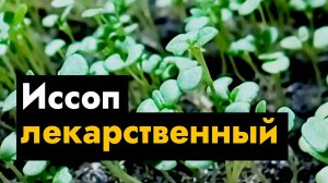 Иссоп лекарственный как вырастить рассаду иссопа