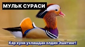 МУЛЬК СУРАСИ, MULK SURASI, Таборак сураси