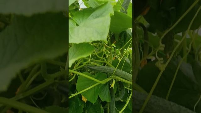 Китайские длинные и толстые огурцы. Пошла за ведром. смотреть онлайн