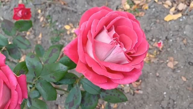 Докажи,что ты истинная жена,отпиши часть твоей наследной квартиры на моего сына-подначивала свекров смотреть онлайн