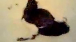 Дикая утка в домашних условиях.