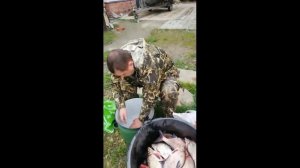 засолка осеннего леща, не ожидали что столько поймаем