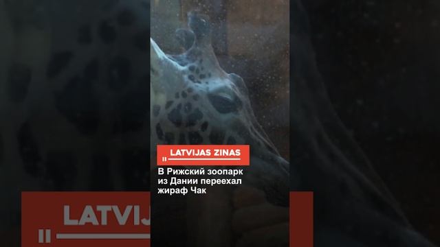 В Рижский зоопарк из Дании переехал жираф Чак смотреть онлайн