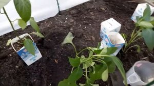 ПЕРЕЦ СРАЗУ ПОЙДЁТ В РОСТ, если при посадке сделать эту подкормку!