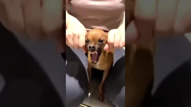 призрачный гонщик
