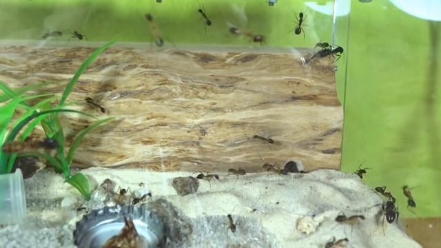 Охота на таракана ● Camponotus fellah