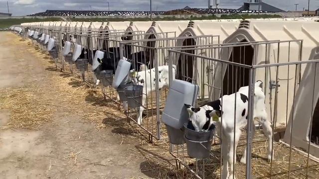 Утримання телят в індивідуальних будиночках смотреть онлайн